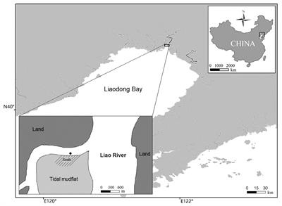 The interaction effects of light and noise on the acoustic parameters of underwater vocalisations of wild spotted seals (Phoca largha) in Liaodong Bay, China1